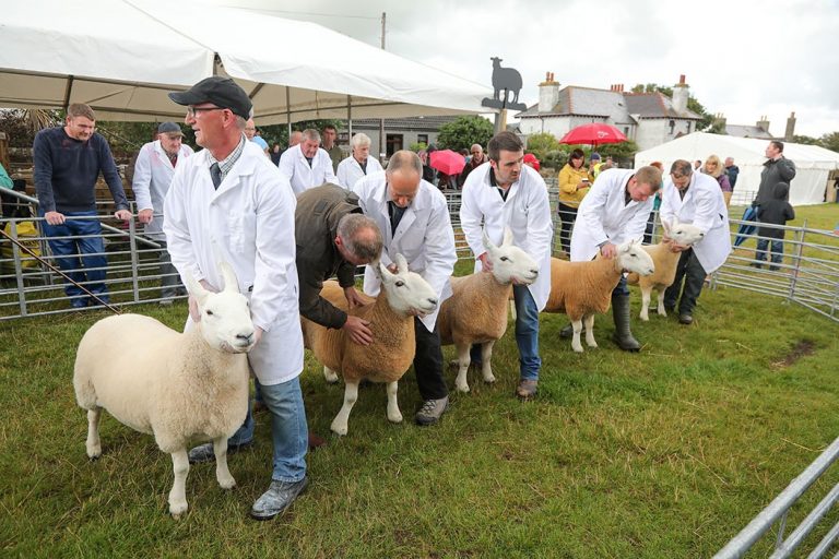 County Show Sheep