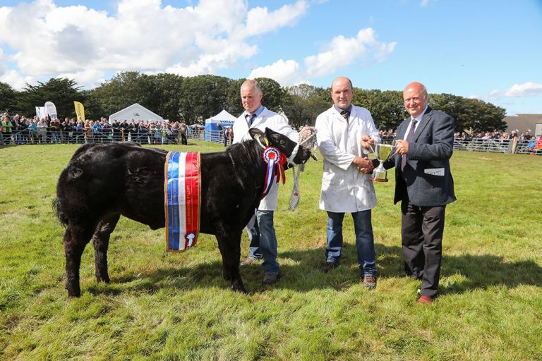 County Show Cow