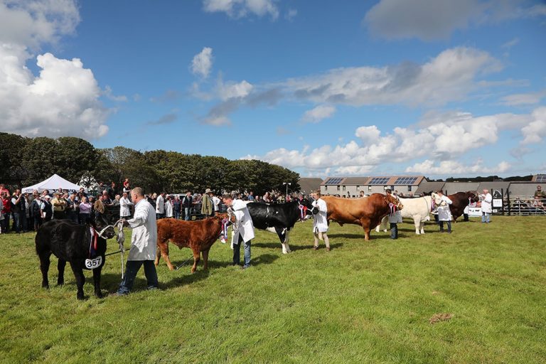 County Show Cows