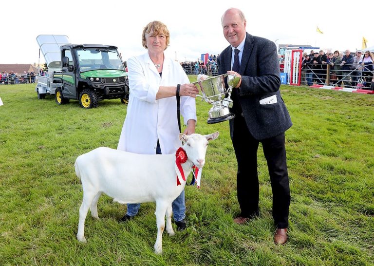 County Show Goat