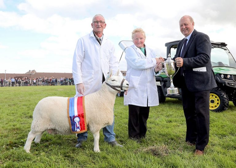 County Show Sheep